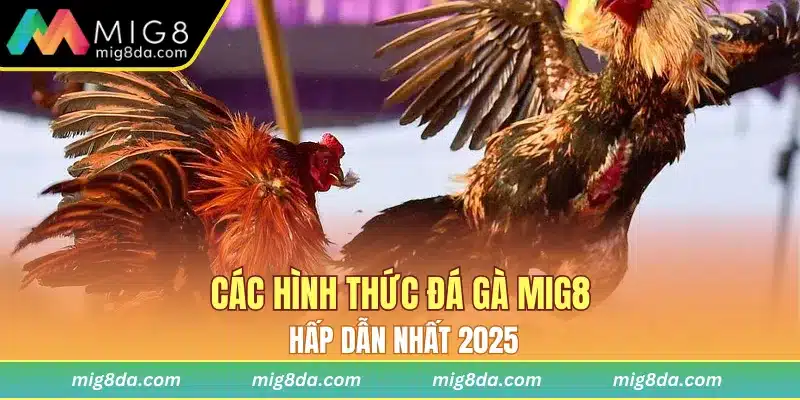 Các hình thức đá gà Mig8 hấp dẫn nhất 2025