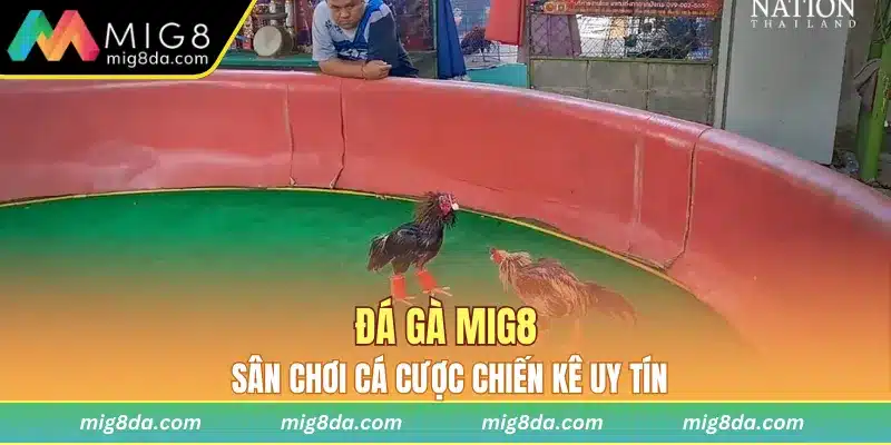 Đá gà Mig8 sân chơi cá cược chiến kê uy tín